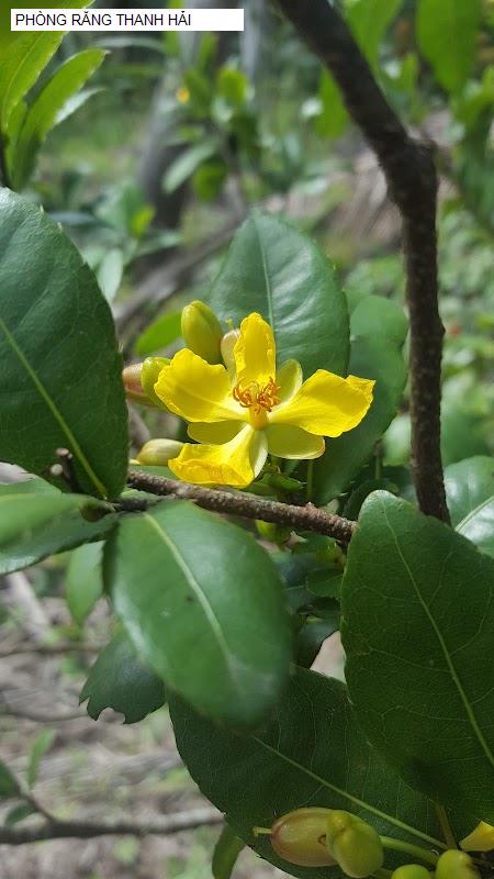 Hình ảnh PHÒNG RĂNG THANH HẢI