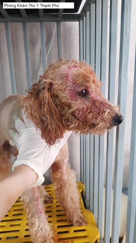 Hình ảnh Phòng Khám Thú Y Thạnh Phú